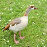 Egyptian Goose